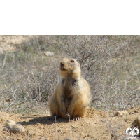 گونه سنجاب زمینی Spermophilus fulvus